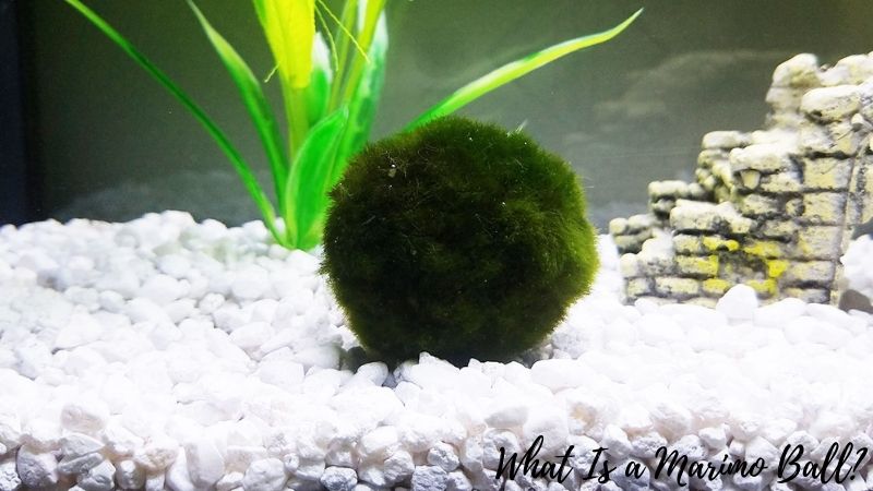 marimo ball and betta fish