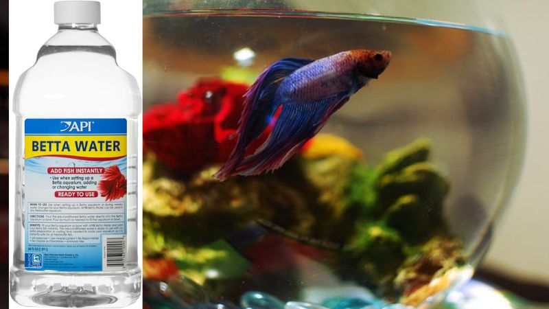 spring water betta fish