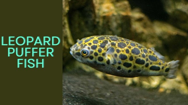 leopard puffer fish food