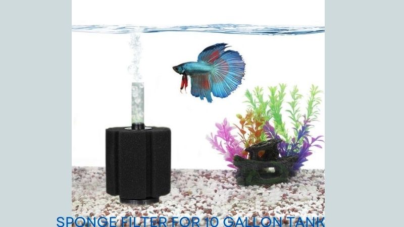 sponge filter for 10 gallon tank