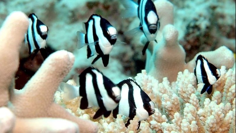 black and white damselfish