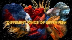 9 Different Kinds of Betta Fish And Images