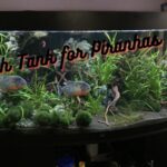 fish tank for piranhas