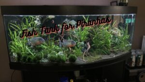 Guide How Fish Tank for Piranhas Complete