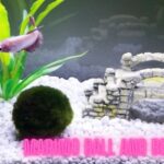 marimo ball and betta fish