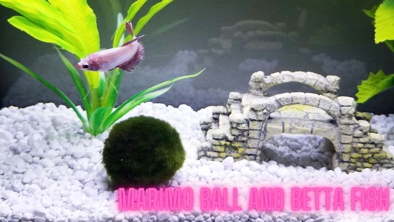 Marimo Ball and Betta Fish: A Perfect Aquarium Pair