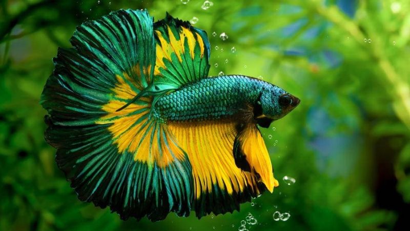 spring water betta fish