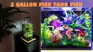 Best Fish For a 2 Gallon Fish Tank Fish