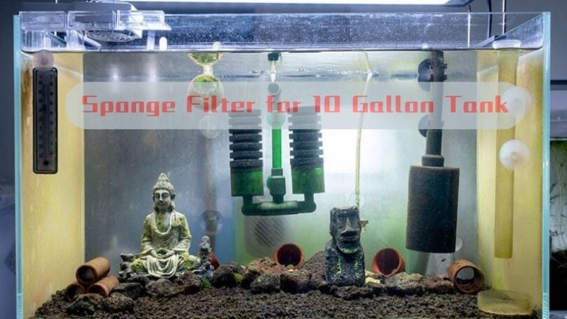 Guide Use Sponge Filter for 10 Gallon Tank