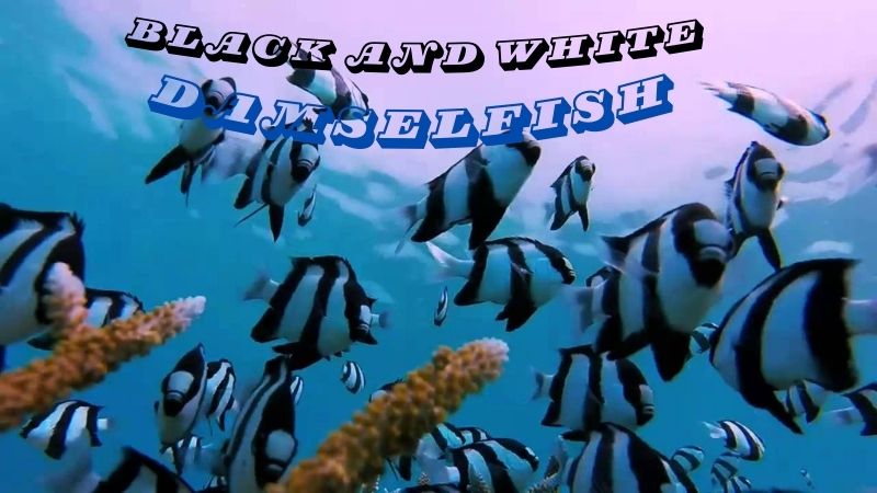 Black and White Damselfish