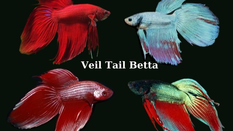 different kinds of betta fish