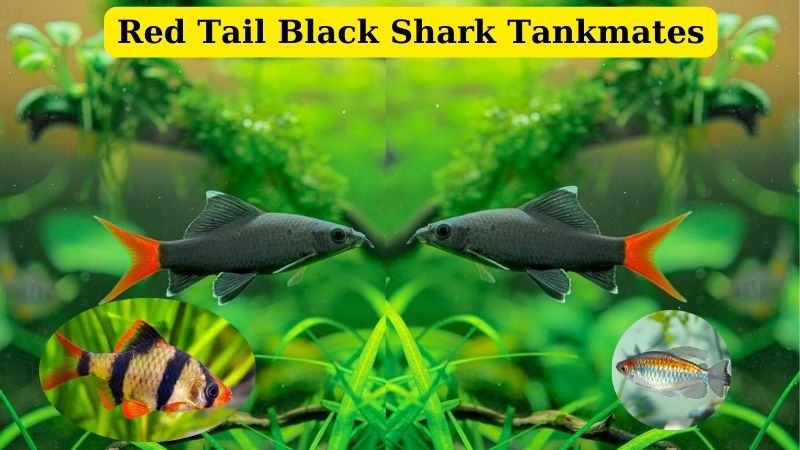 Red Tail Black Shark Tankmates