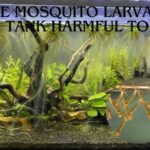 mosquito larvae in fish tank