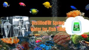 Distilled or Spring Water For Fish tank is Better for Your Fish Tank?