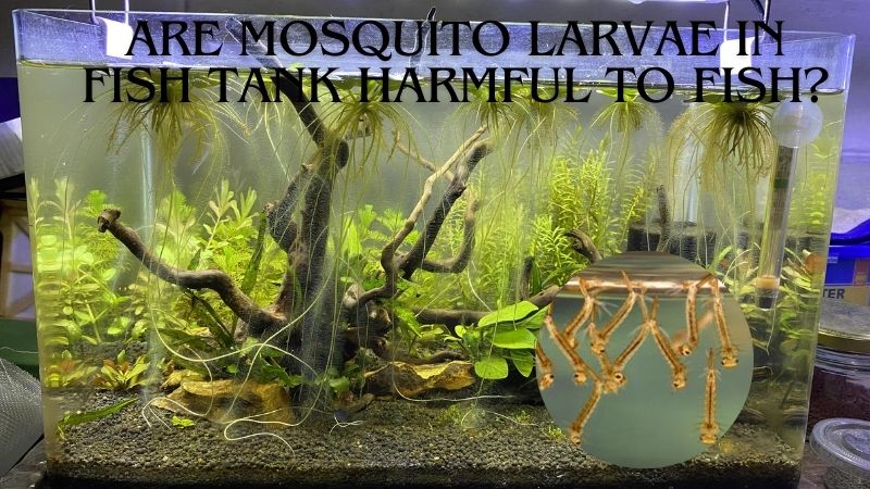 Are Mosquito Larvae in Fish Tank Harmful to Fish?