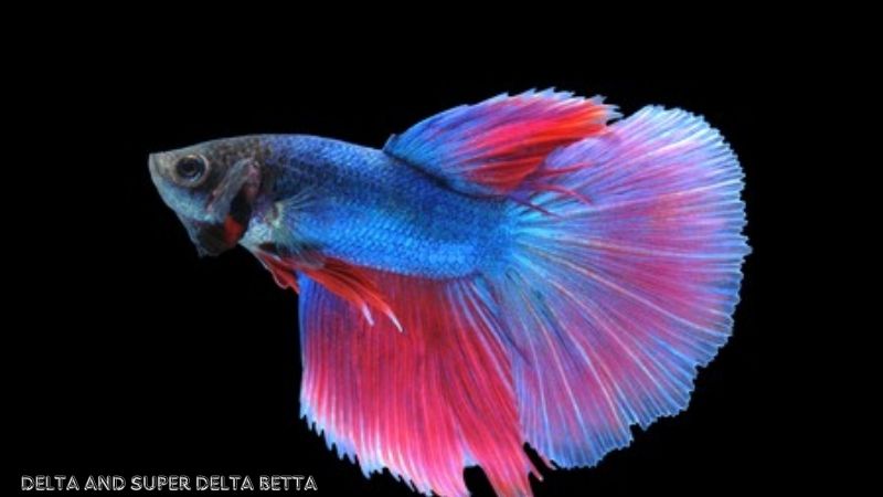 different kinds of betta fish