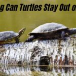 how long can turtles stay out of the water