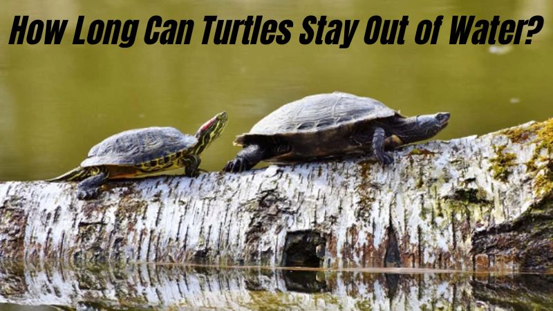 How long can turtles stay out of the water?