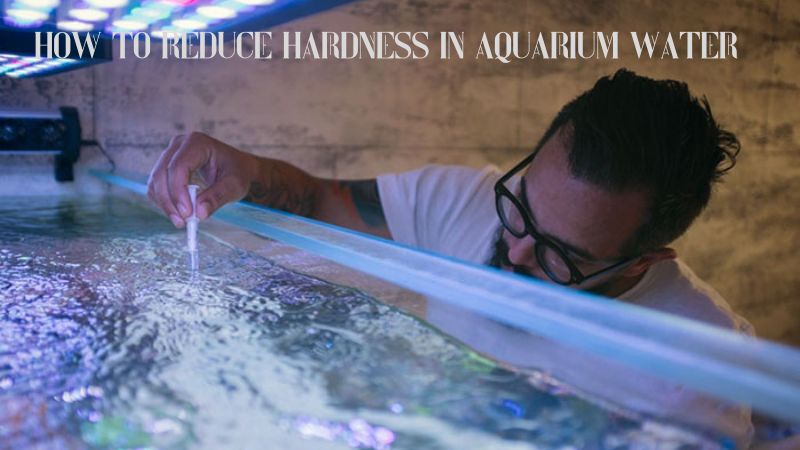 6 How to Reduce Hardness in Aquarium Water