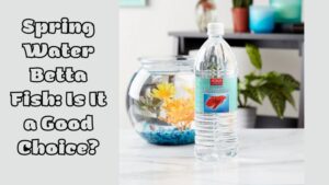 Spring Water Betta Fish: Is It a Good Choice?