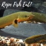 what do rope fish eat