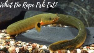 What Do Rope Fish Eat? How to Feeding Your Rope Fish