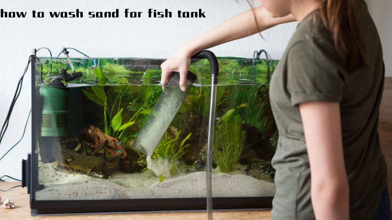 How to Wash Sand for Fish Tank: A Step-by-Step Guide