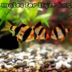 tank mates for tiger barbs