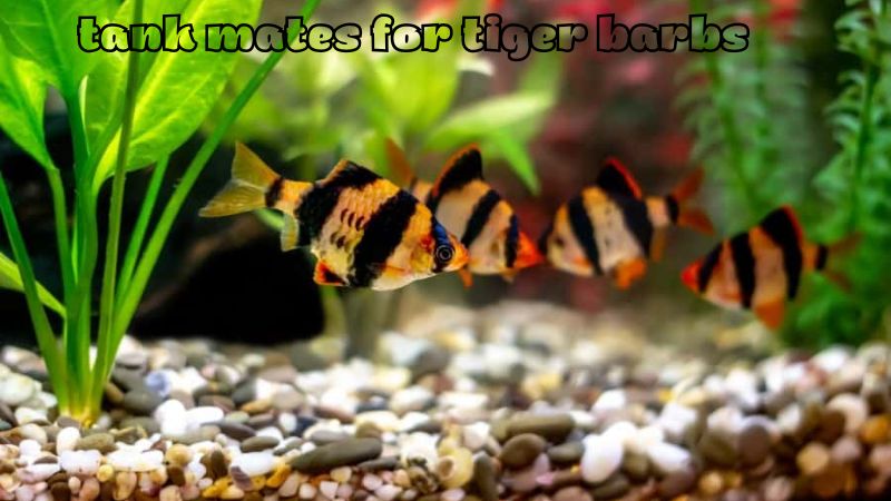 13 Ideal Tank Mates for Tiger Barbs