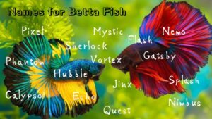 Unique Names for Betta Fish: Inspiration and Ideas for Your Vibrant Pet