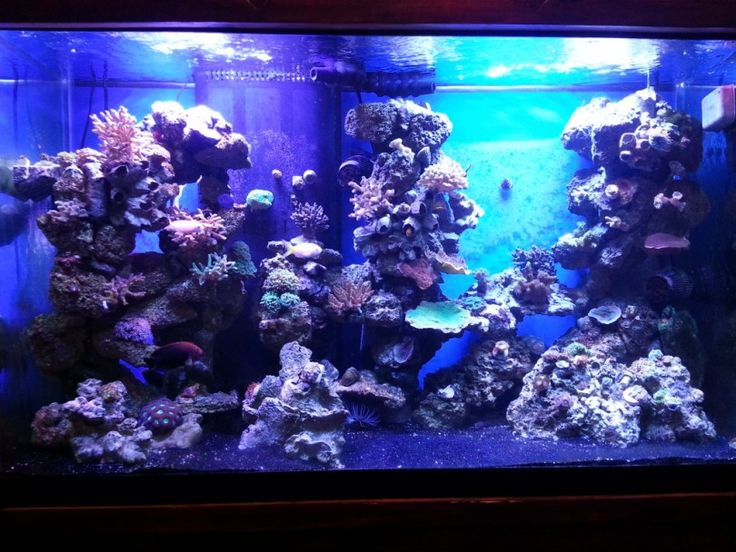 reef aquarium nitrate levels