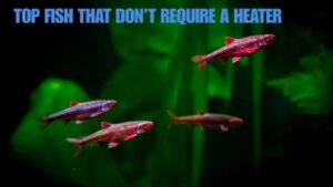 Top 8 Fish That Don’t Require a Heater