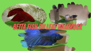 Betta Fish on Leaf Hammock: A Perfect Addition to Your Aquarium