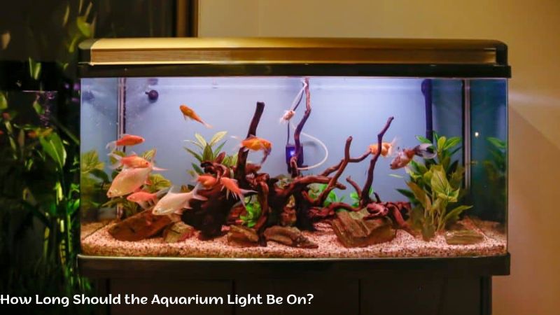 How Long Should the Aquarium Light Be On?