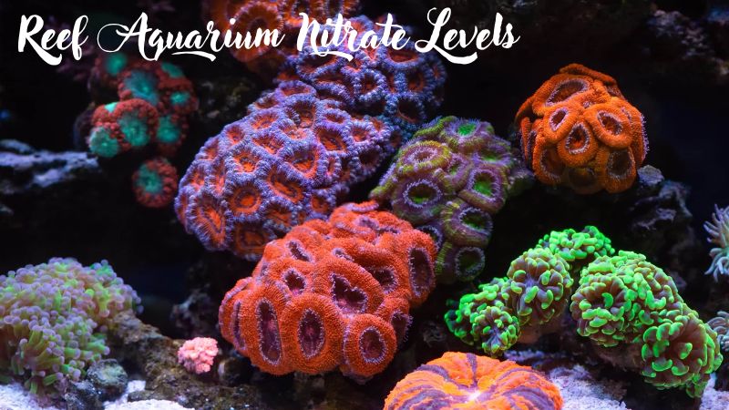 Reef Aquarium Nitrate Levels