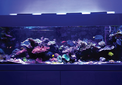 reef aquarium nitrate levels