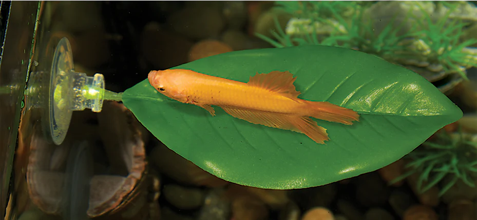 betta fish on leaf hammock