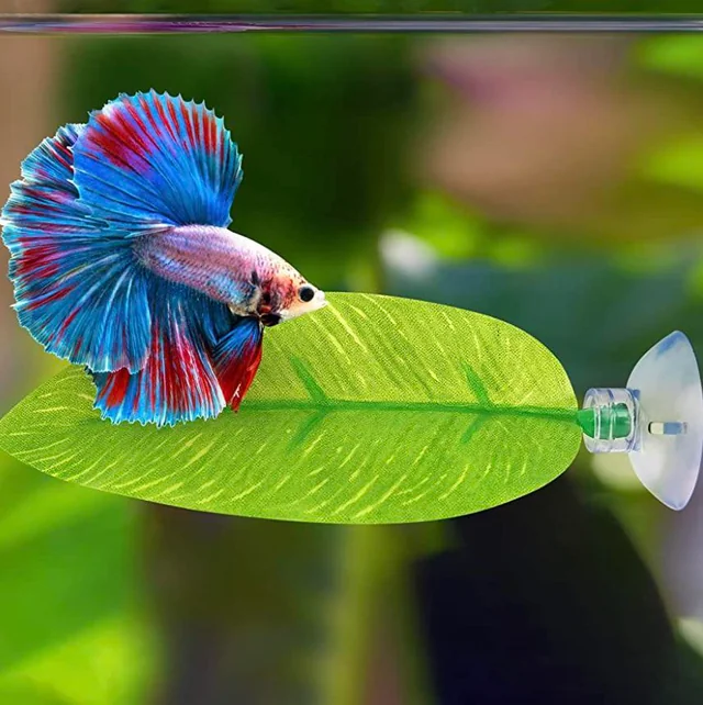 betta fish on leaf hammock